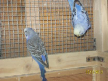 Verkaufe junge  Wellensittiche verschiedene Farben und neues Vogelzubehör