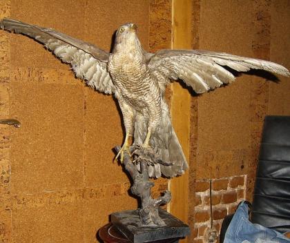 Habicht  Falke Präparat 89cm flügelspann