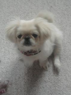 Wunderschöne reinrassige Pekinesen Dame 