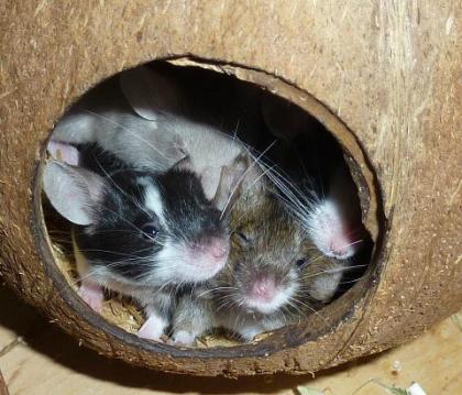 Farbmäuse   die bunte Verwandte unserer  Hausmaus ( Mus musculus )