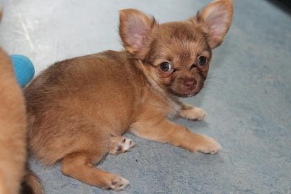 Hochtypvoller Chihuahua DECKRÜDE !!!KEIN VERKAUF!!! 1,6 kg 