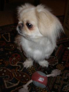 Wunderschöne reinrassige Pekinesen Dame 