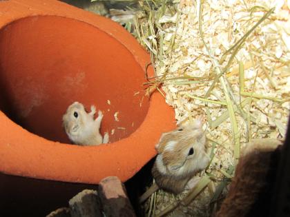 5 kleine Wüstenrenner abzugeben