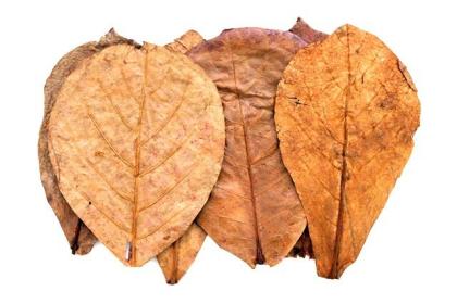 Versch. Naturfutter / Laub als Futter für Garnelen, Krebse Apfelschnecken, Welse