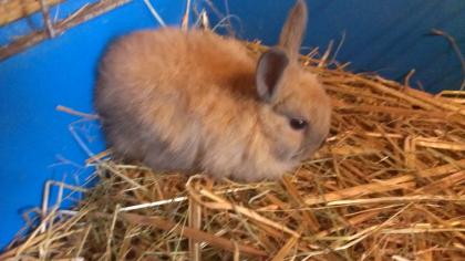 Kleine süße Zwergkaninchen bald abzugeben ( Kaninchen)