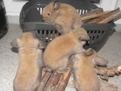 Wir suchen Möhren und Löwenkaninchen-Liebhaber!