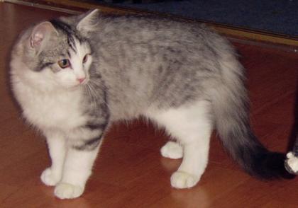 Toulus sucht dringend ein Zuhause