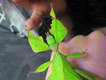 Wandelnde Blätter - Phyllium celebicum / westwoodii
