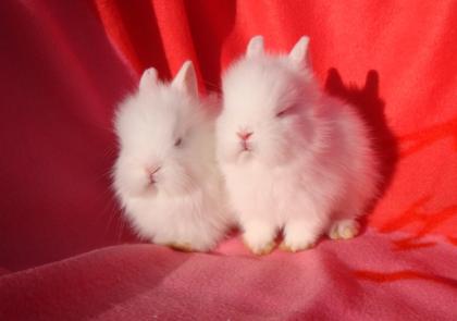 Bezaubernde Zwergkaninchen, Löwenkopf, Teddyzwerge abzugeben