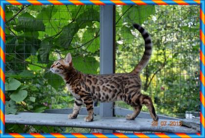 Bengal Kitten 