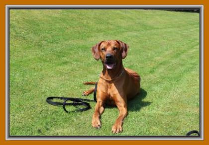 Rhodesian Ridgeback Welpen Wurfankündigung