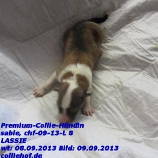 Premium-Colliewelpen, tricolor und white ! - Die Oberklasse !