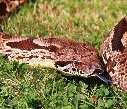 Südliche Madagaskarboas  (Acrantophis dumerili)