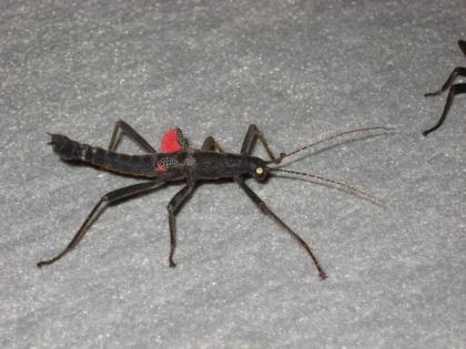 Biete verschiedene Gespenstschrecken