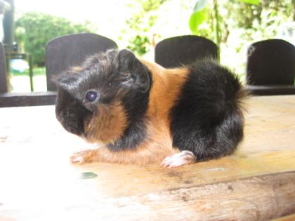 2 REINRASSIGE PERUANERBABYS- JUNGS WUNDERVOLLE FARBEN SCHWARZ-WEISS- ROTBRAUN SU