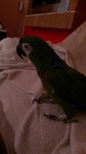 Verkaufe lieben Rotbugara..!