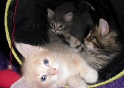 Typvolle Norwegische Waldkatzenbabys sehr verschmußt mit schönen Luxpinselchen ,