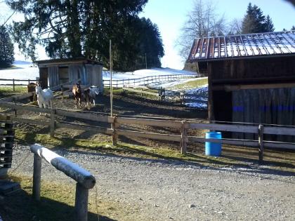 Offenställe für 3-4 Pferde an Selbstversorger zu vermieten.