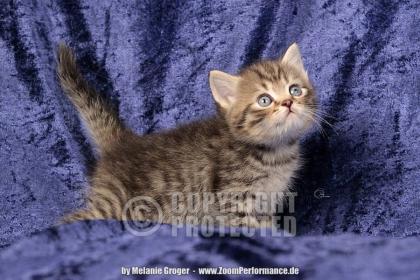 Zuckersüßer Britisch Kurzhaar Nachwuchs in golden-tabby & silver-tabby-point
