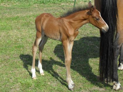Deutsches Reitponyhengstfohlen 2021 !!!