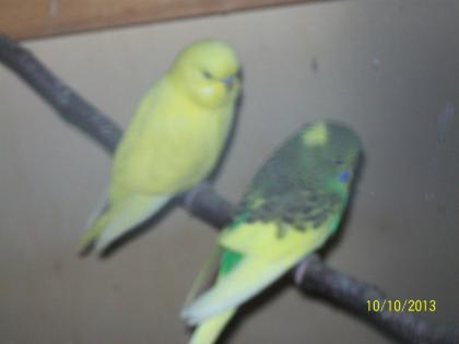 Verkaufe junge  Wellensittiche verschiedene Farben und neues Vogelzubehör