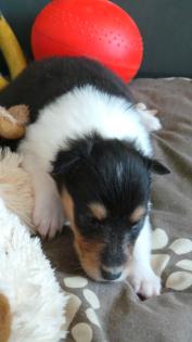 Amerikanische Colliewelpen
