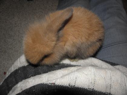 Wir suchen Möhren und Löwenkaninchen-Liebhaber!