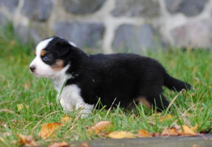 3 Süsse Aussiemädchen suchen noch Ihr Zuhause