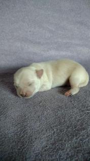 Chihuahua Welpen