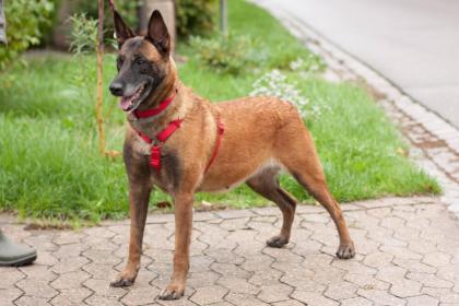 EMMA INDIANA - Malinois - 4 Jahre - Tierhilfe-Franken e.V.