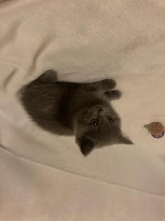 BKH KItten