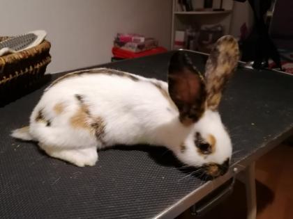 Hasenkinder suchen ein Zuhause