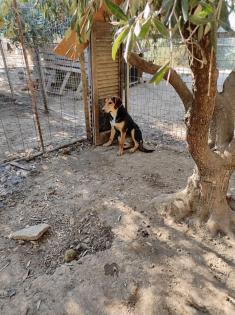 Lara sucht ein passendes Zuhause