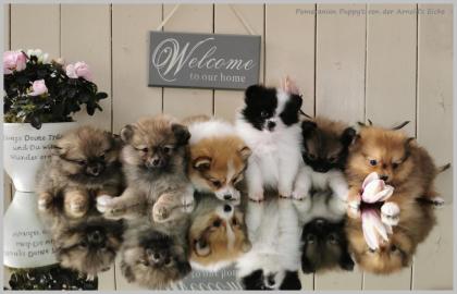 Pomeranianwelpen gescheckt, orange, 