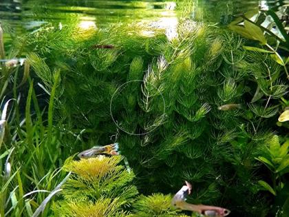 Rotstängeliges Hornblatt „Mexiko“, Bündel, Aquarienpflanzen (Versand/ Abholung)