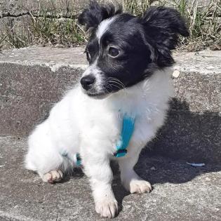 Hera -Pflegestelle gefunden