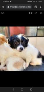 Hera -Pflegestelle gefunden