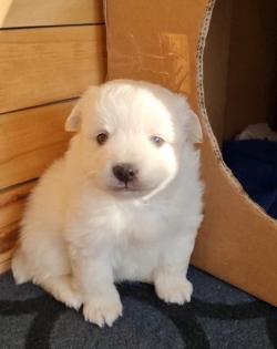 Mittelspitz Welpen zu verkaufen