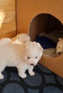 Mittelspitz Welpen zu verkaufen