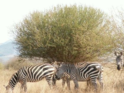 3 Tage Kenia – Traumsafari / Natur pur!!!