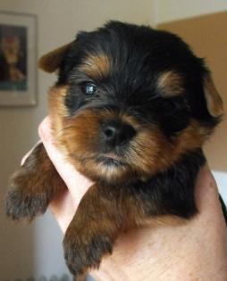 VDH Yorkhire Terrier Welpen