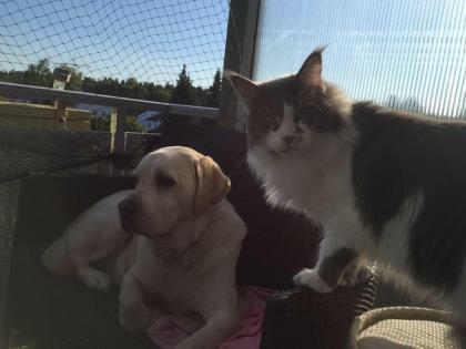 Blue-White Maine Coon Deckkater o.Papiere