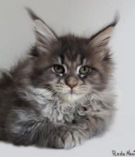 Traumhafte Maine Coon Kitten der seltenen Extraklasse!!