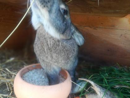 Deutsche Riesen haesin