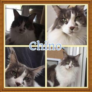 Blue-White Maine Coon Deckkater o.Papiere