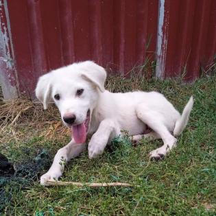 Lupo - aufgeschlossen und am Menschen orientiert