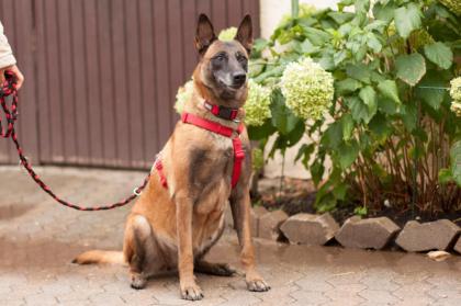 EMMA INDIANA - Malinois - 4 Jahre - Tierhilfe-Franken e.V.