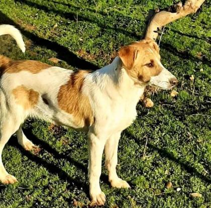Leon sucht Körbchen sucht Pflege oder Endstelle