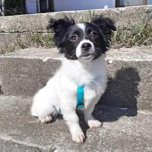 Hera -Pflegestelle gefunden