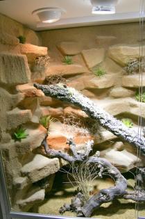 Terrarium Wüste/ Steppe z.B. für Bartagamen